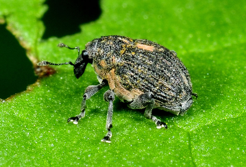 Rhinoncus pericarpius, Curculionidae